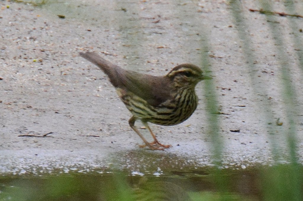 Warbler, Northern Waterthrush, 2013-05241358b Parker River NWR, MA.JPG - Northern Waterthrush. Parker River NWR, MA, 5-24-2013